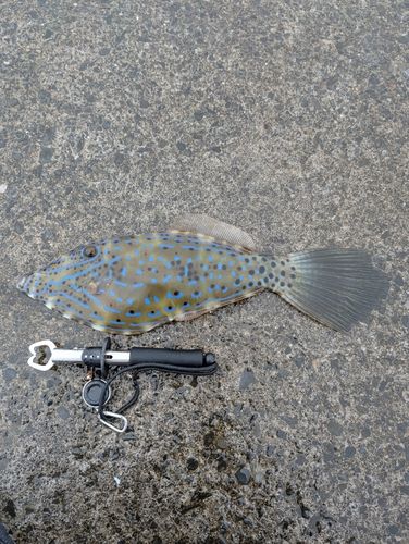 ソウシハギの釣果