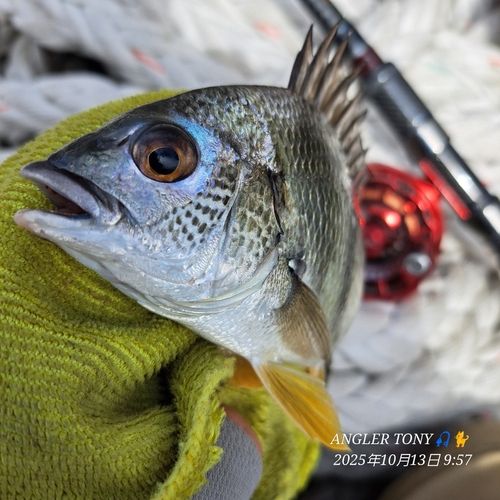 チヌの釣果