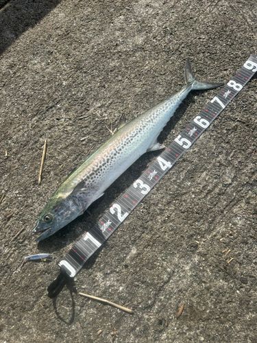 サワラの釣果