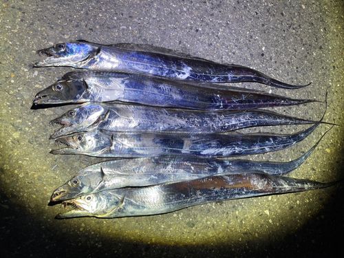タチウオの釣果