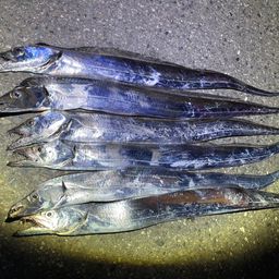 タチウオ