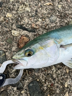 フクラギの釣果