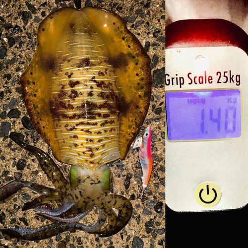 アオリイカの釣果