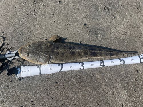 マゴチの釣果