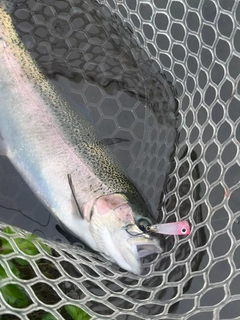 ニジマスの釣果