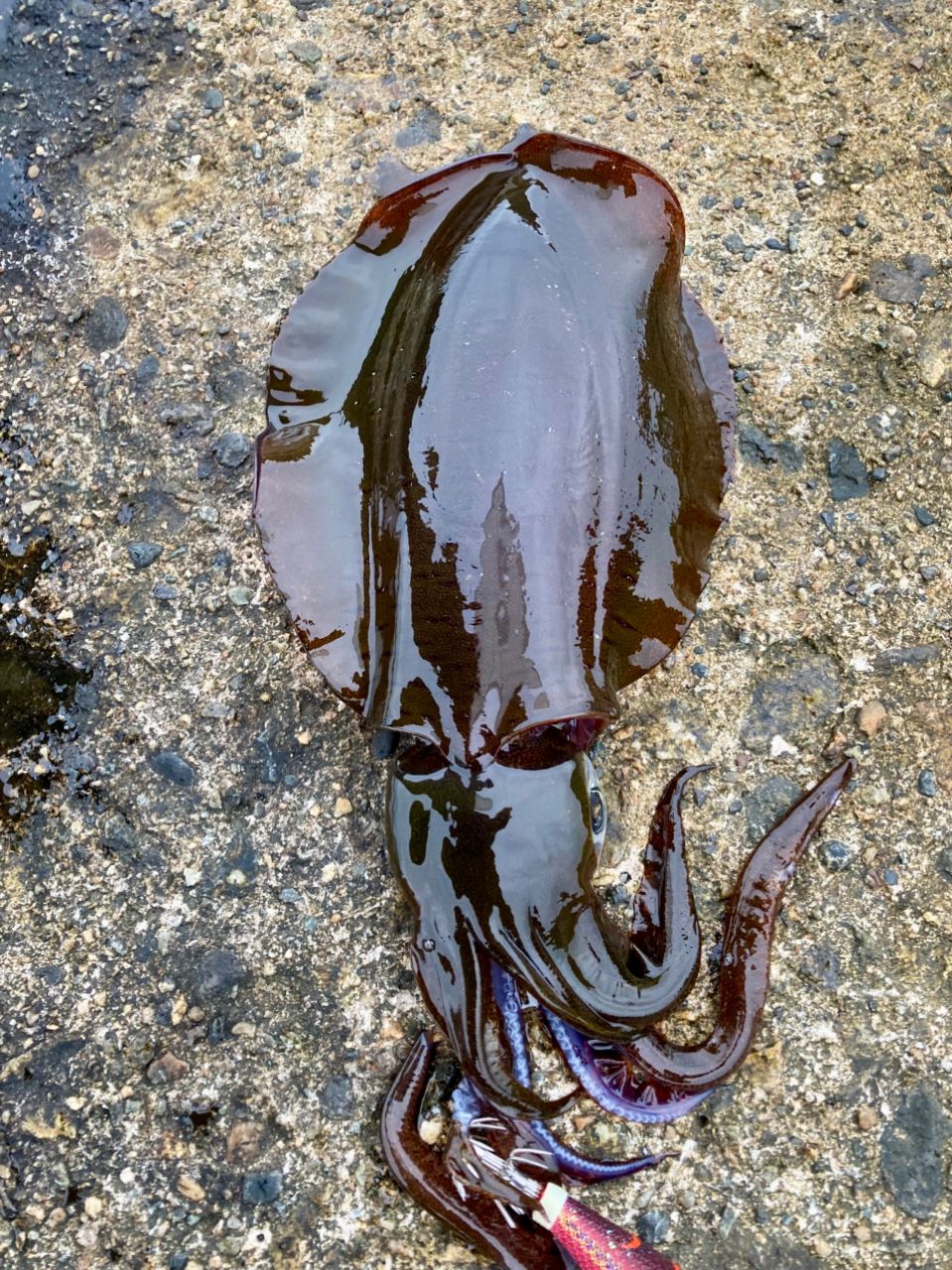 Gamakatsu 23ラグゼ EG S S82MLの最安値・インプレ・釣果 | 本音の