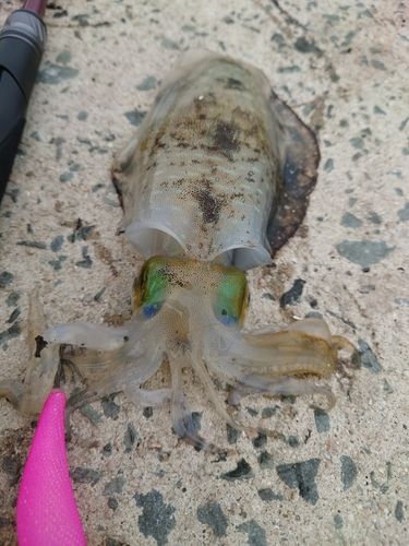 アオリイカの釣果