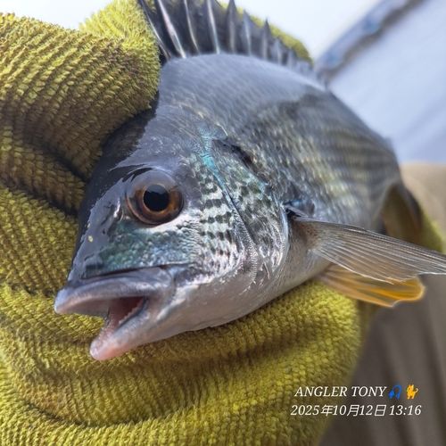 チヌの釣果