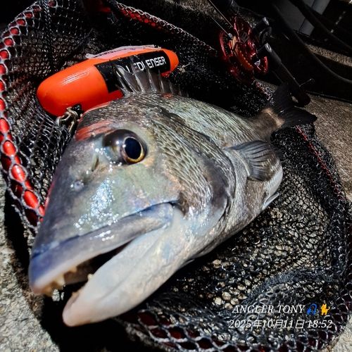 チヌの釣果