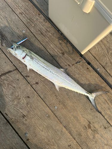 サゴシの釣果