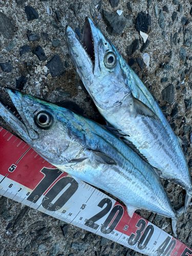 サゴシの釣果