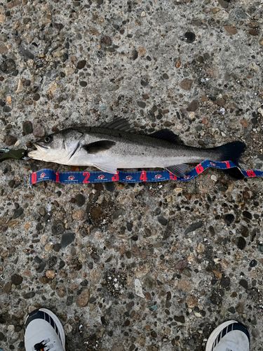 スズキの釣果