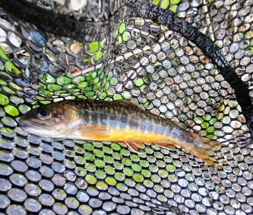 オショロコマの釣果