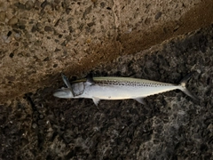 サゴシの釣果