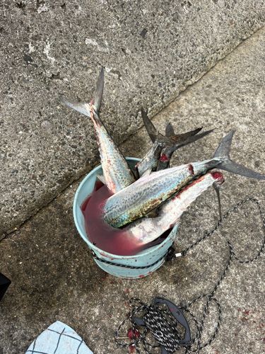 サゴシの釣果