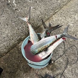 サゴシ