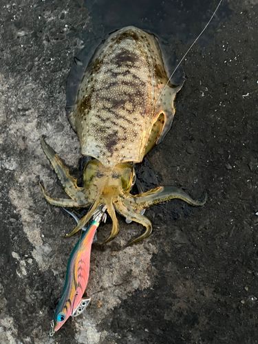 アオリイカの釣果