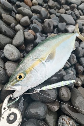 ワカシの釣果