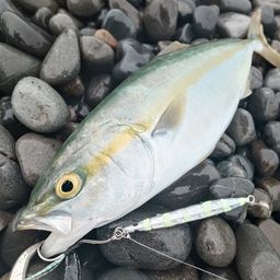 ワカシ