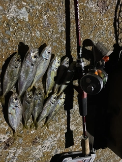 アジの釣果