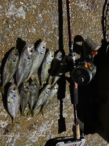 アジの釣果