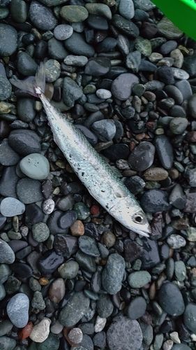サバの釣果