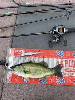 ラージマウスバスの釣果