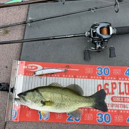 ラージマウスバス