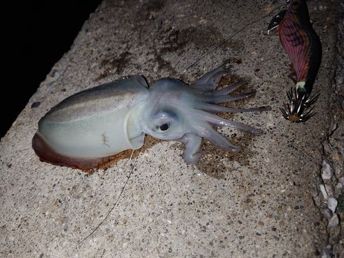 シリヤケイカの釣果