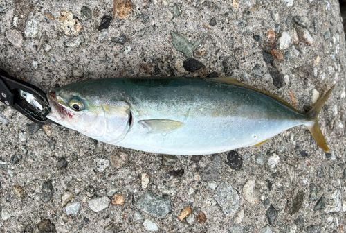 ワカシの釣果