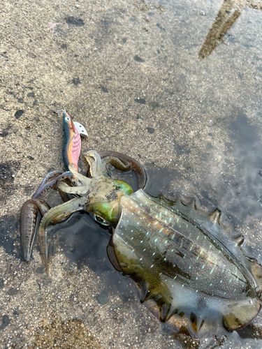 アオリイカの釣果