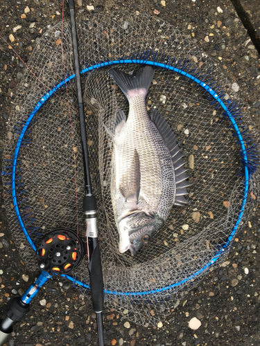 クロダイの釣果