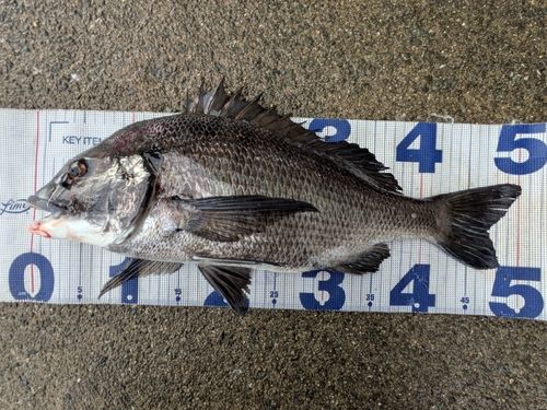 チヌの釣果