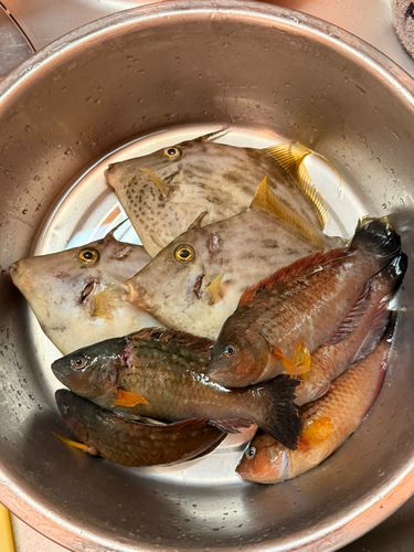 カワハギの釣果