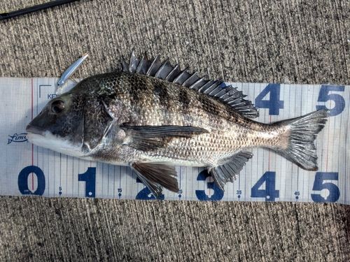 チヌの釣果
