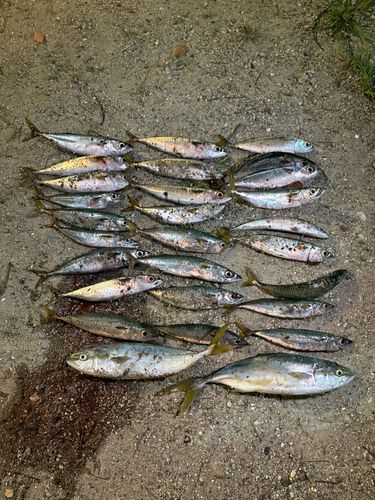 イナダの釣果
