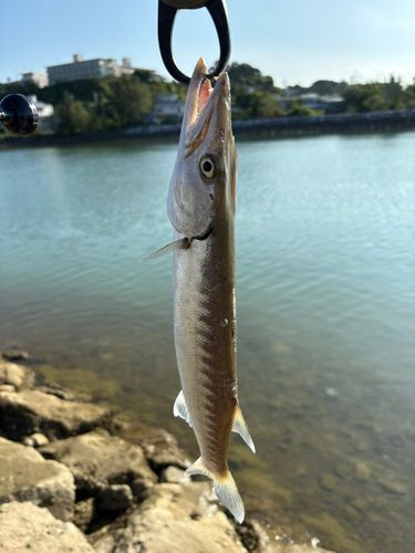 オニカマスの釣果