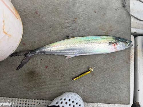 サゴシの釣果