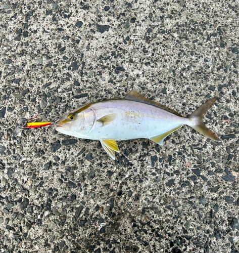 ショゴの釣果