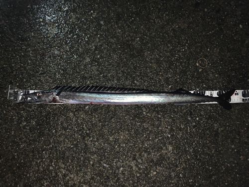 釣果