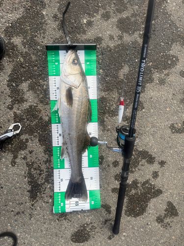 スズキの釣果