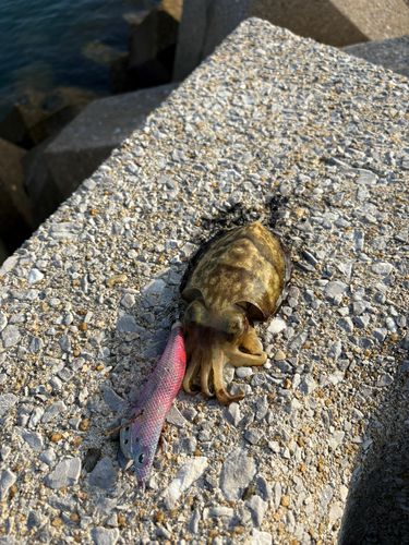 コウイカの釣果