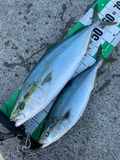 ワラサの釣果