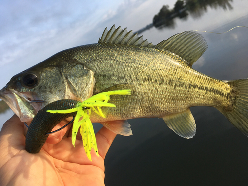 ブラックバスの釣果