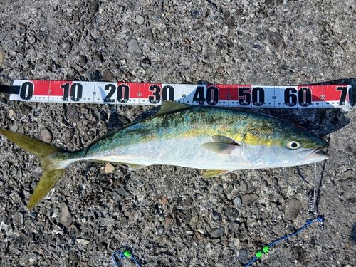 ハマチの釣果
