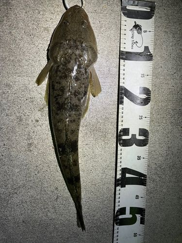 マゴチの釣果