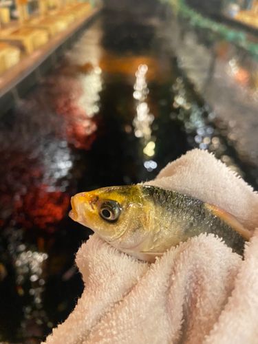 コイの釣果