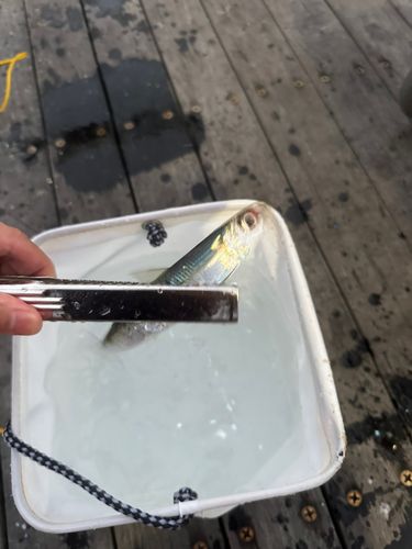 マイワシの釣果