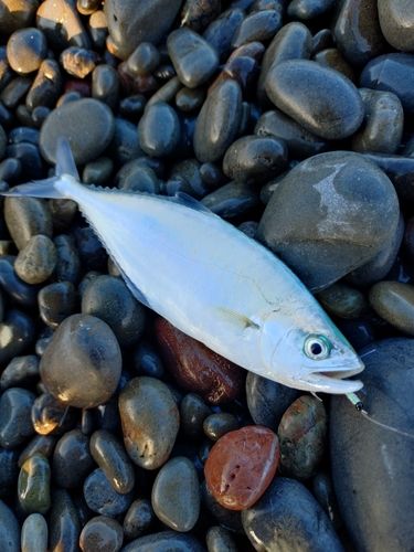 イケカツオの釣果