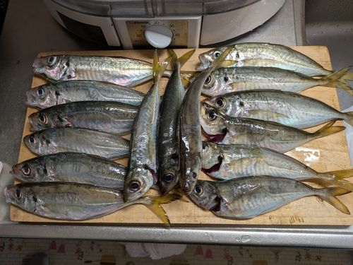 アジの釣果